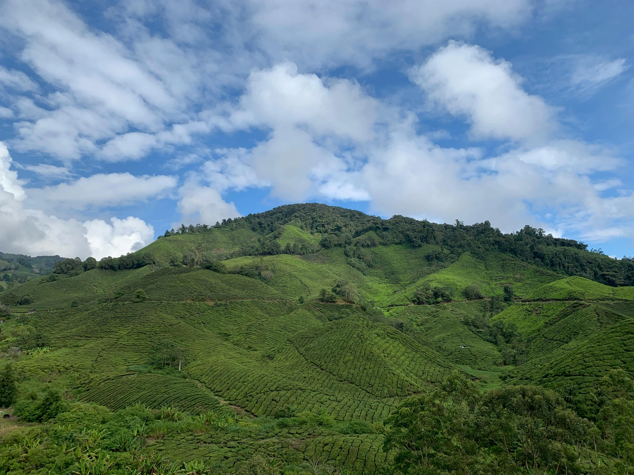 green hills with clouds above a lush forest