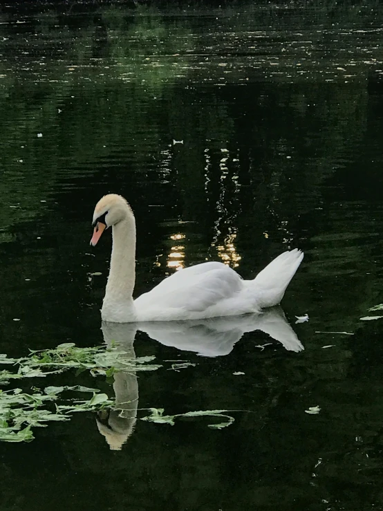 a large white swan swimming in a pond