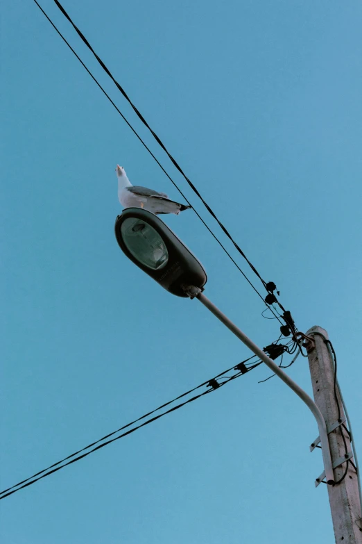 a bird is perched on top of a street light