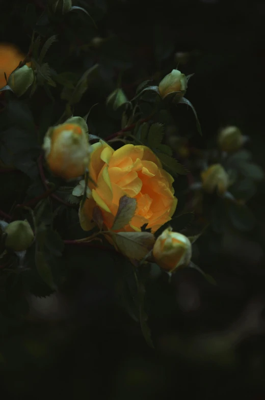 closeup of yellow rose with buds and leaves