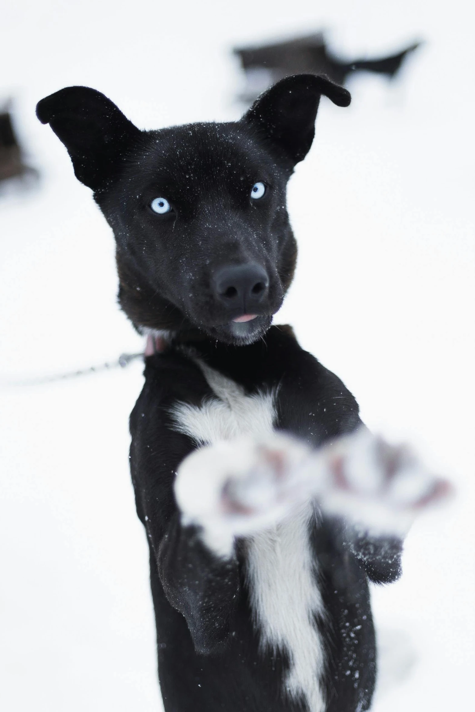 a black and white dog in the snow