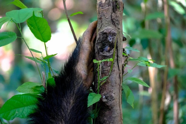 a small animal that is hanging on a tree