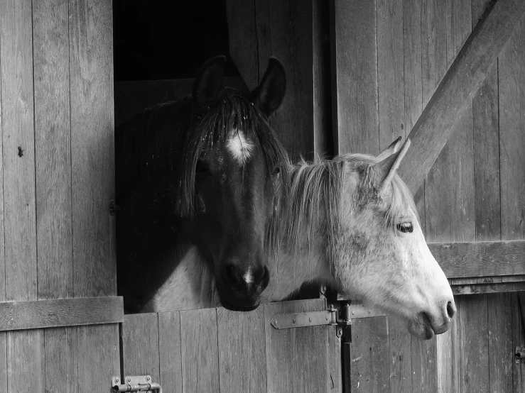 two horses look out of their stall in the barn