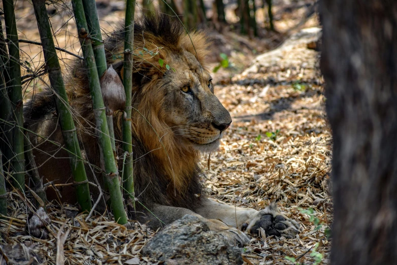 a lion laying down in the woods on a sunny day