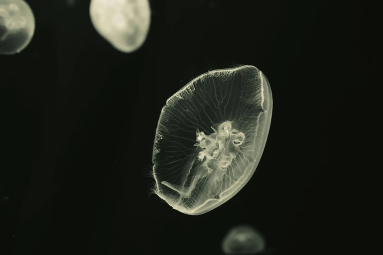 a jellyfish with some tentacles hanging from it's side