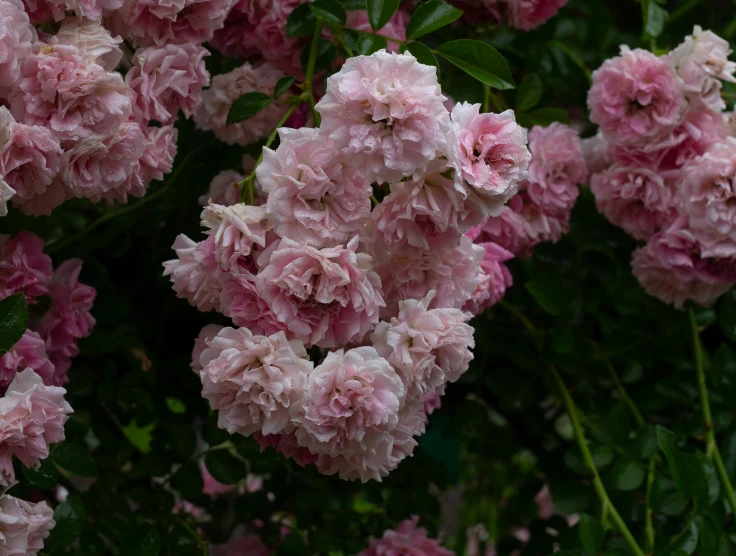 pink flowers blooming next to a bush of trees