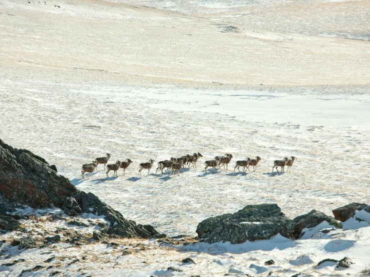 a dog herding through a snowy landscape next to a rock