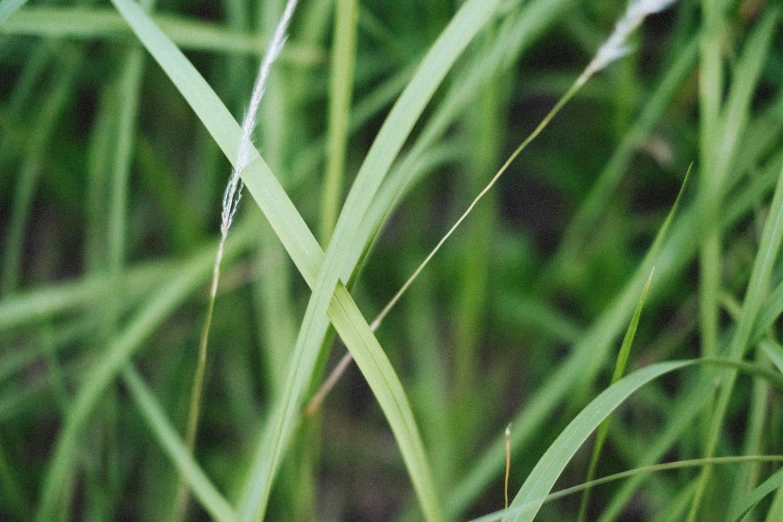 a close - up picture of the green grass that has been in focus
