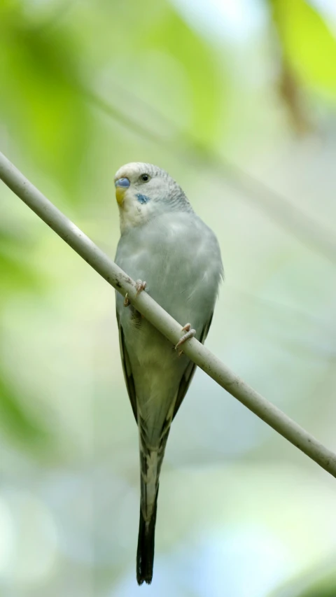 a small bird with blue and yellow eyes sitting on a nch