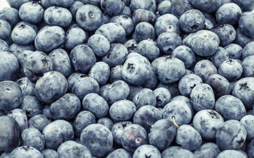 the large blueberries are ripe and ready to be eaten