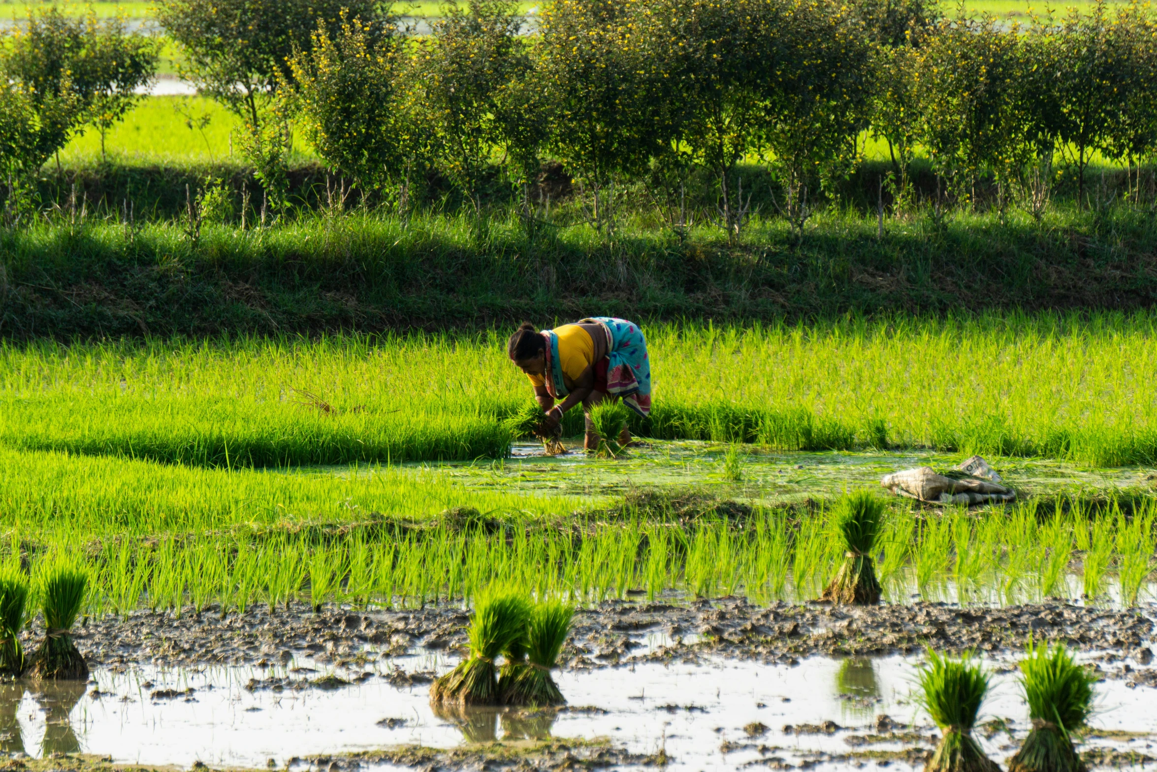 two cows in a field with water and plants