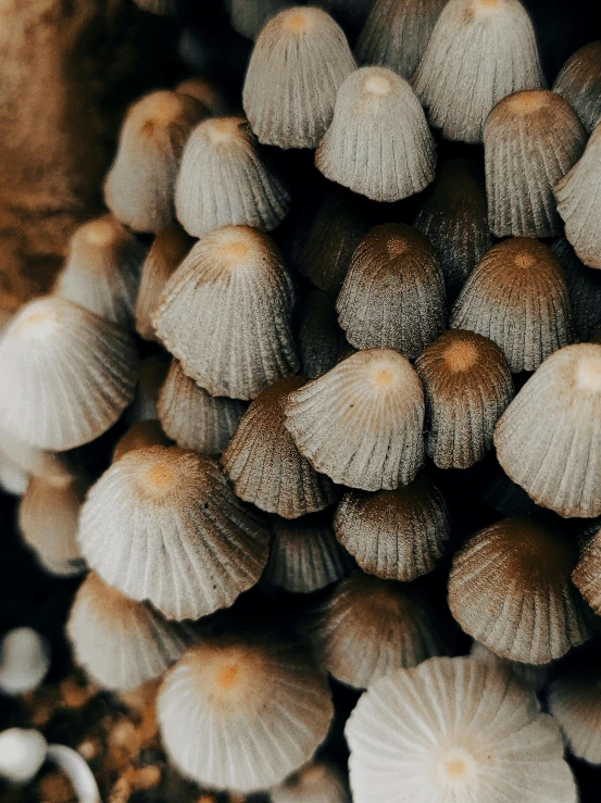 closeup of shells on brown surface with little round ones