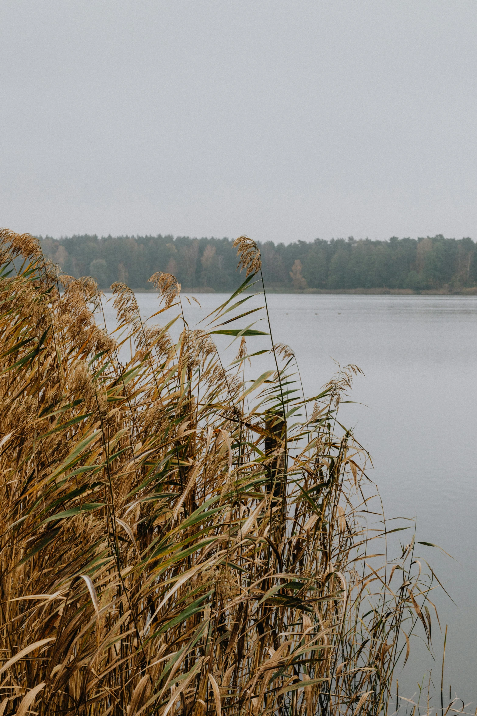 the view from behind some tall grass near water