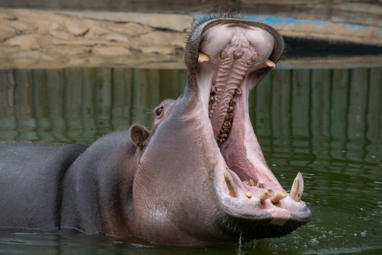 the hippo has opened its mouth wide wide while standing in water