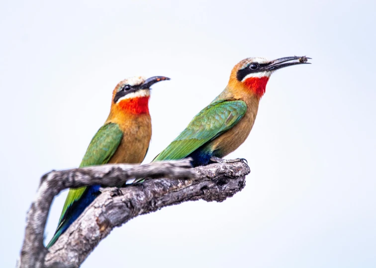 two beautiful colorful birds perched on top of a tree nch