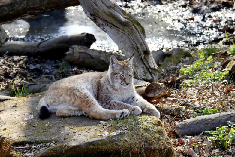 there is a lynx sitting on a rock