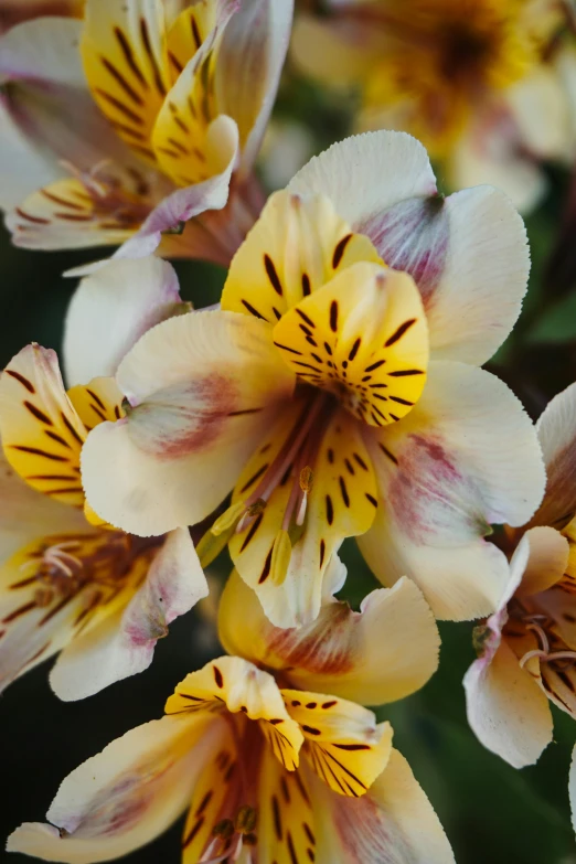 several yellow and pink flowers are shown here