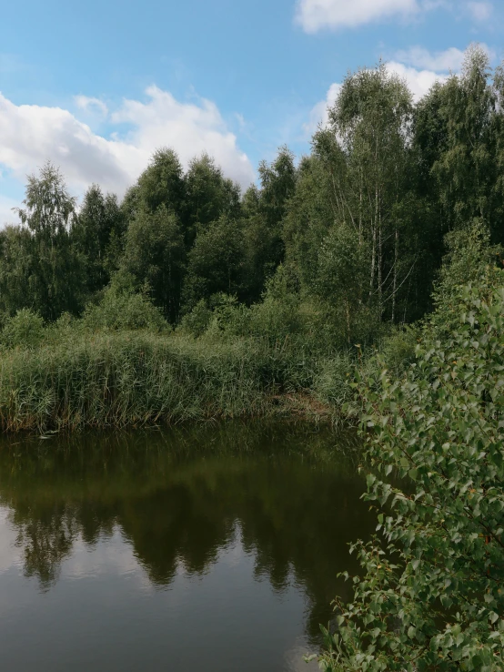 a river in the middle of an open area with lots of trees