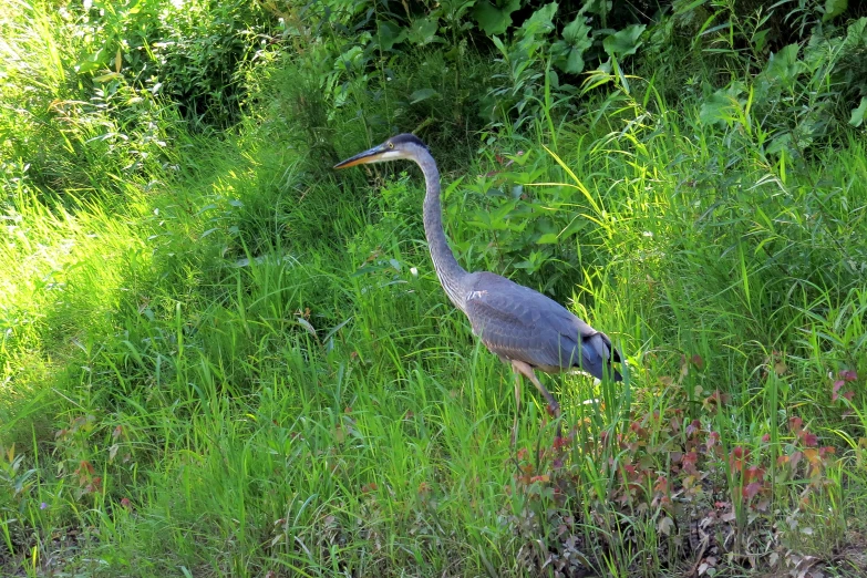 a tall grey bird with a long neck walking through tall grass