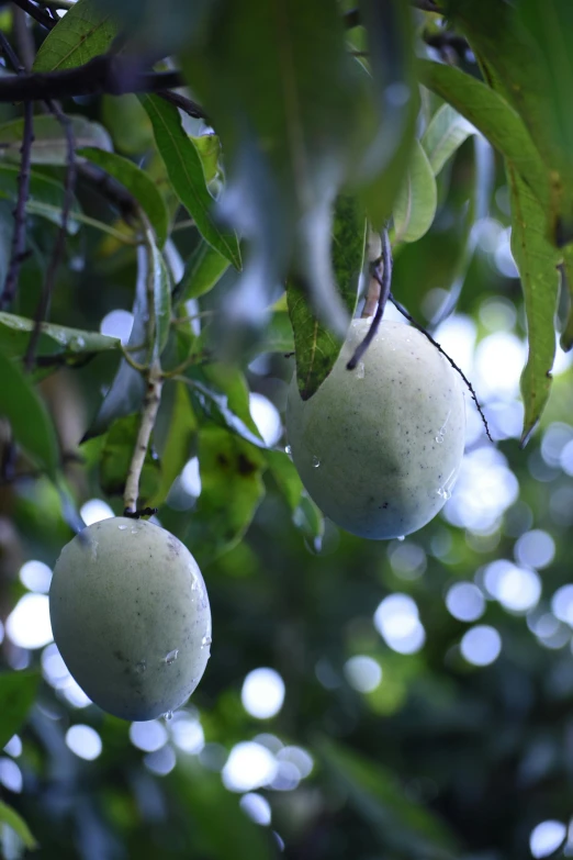 an open air fruit tree with several unripe fruit