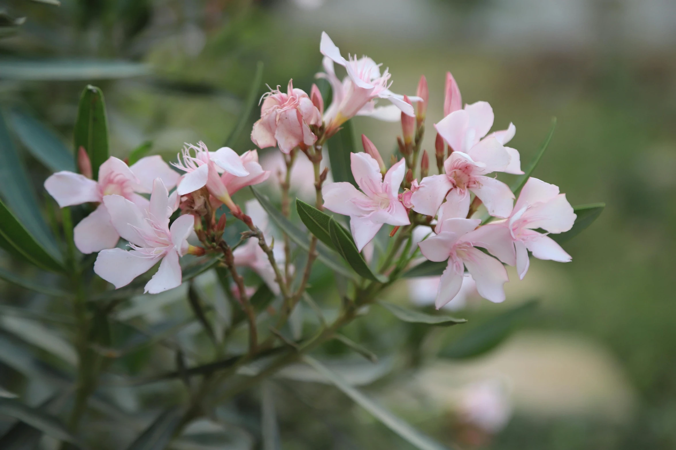 pink flowers are blooming on this nch