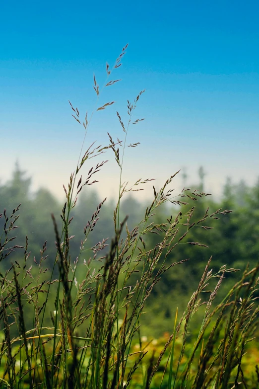 tall brown grass next to trees and blue sky