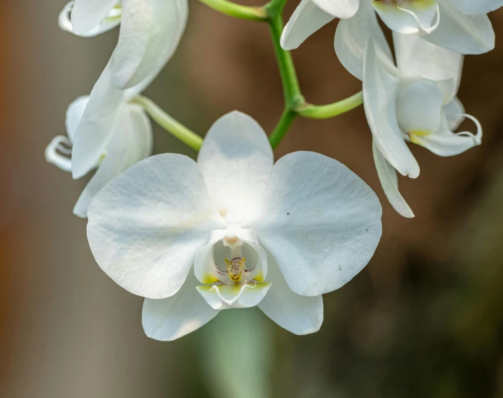 white flowers that are blooming next to each other