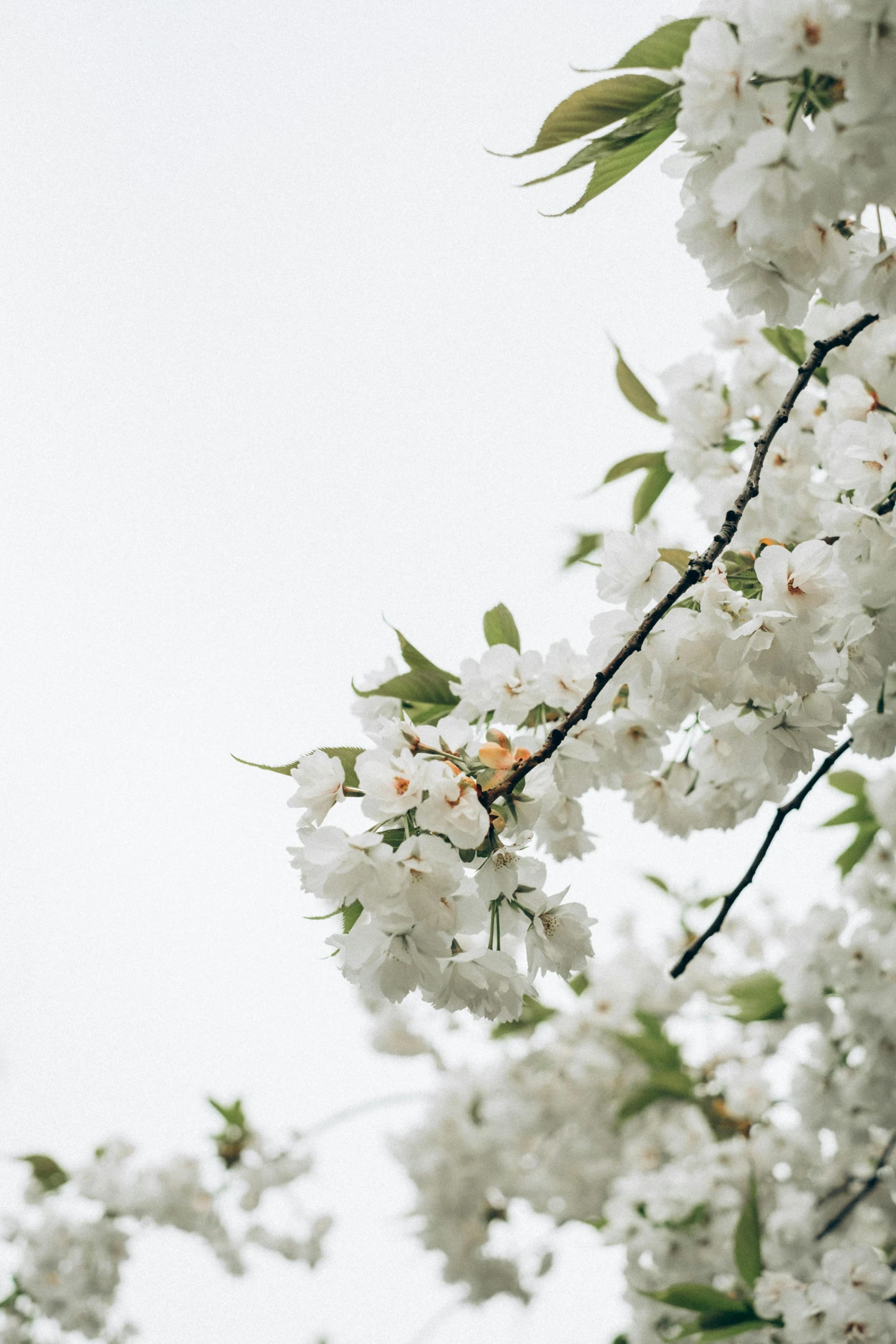 flowers in the air on top of a tree