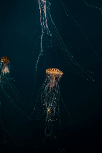 two jellyfish that are hanging from the water