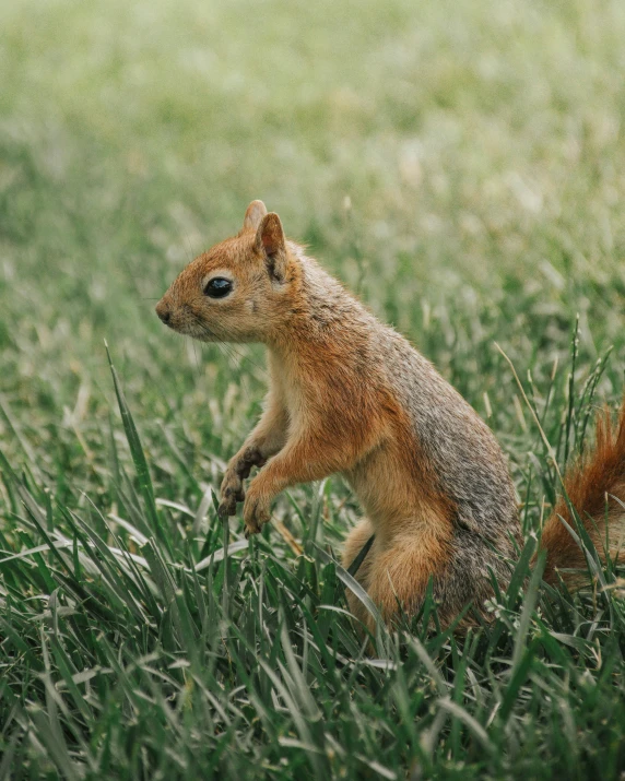 an adorable little squirrel standing in the grass