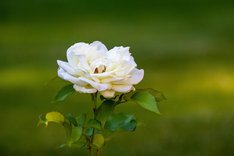 the beautiful white rose is blooming on a green background