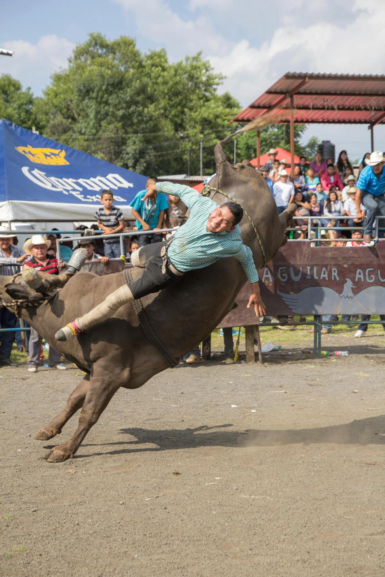 man falling from a bull at an rodeo