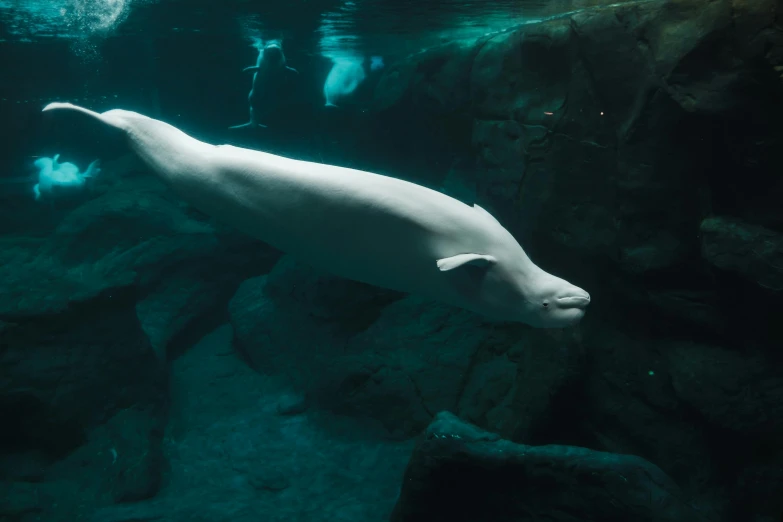 polar bear floating on rocks with a diver behind