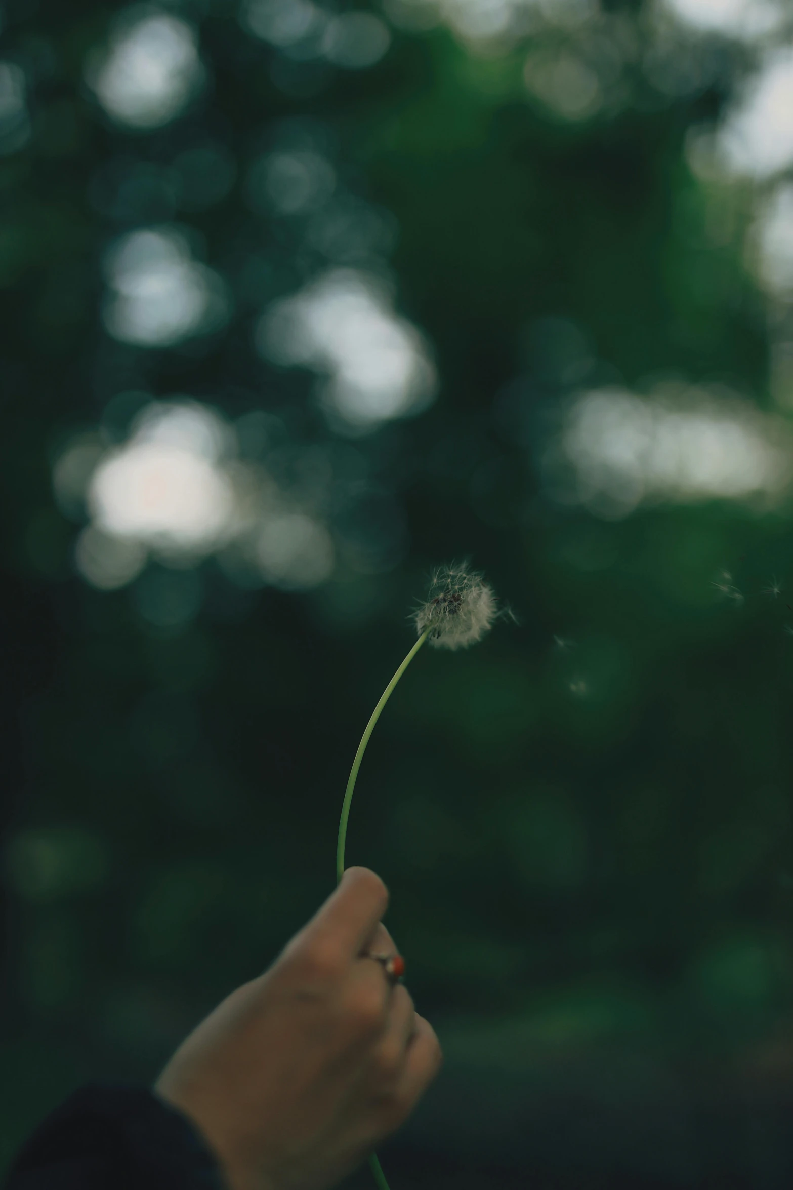 a person's hand holding onto a dandelion that is blowing in the wind