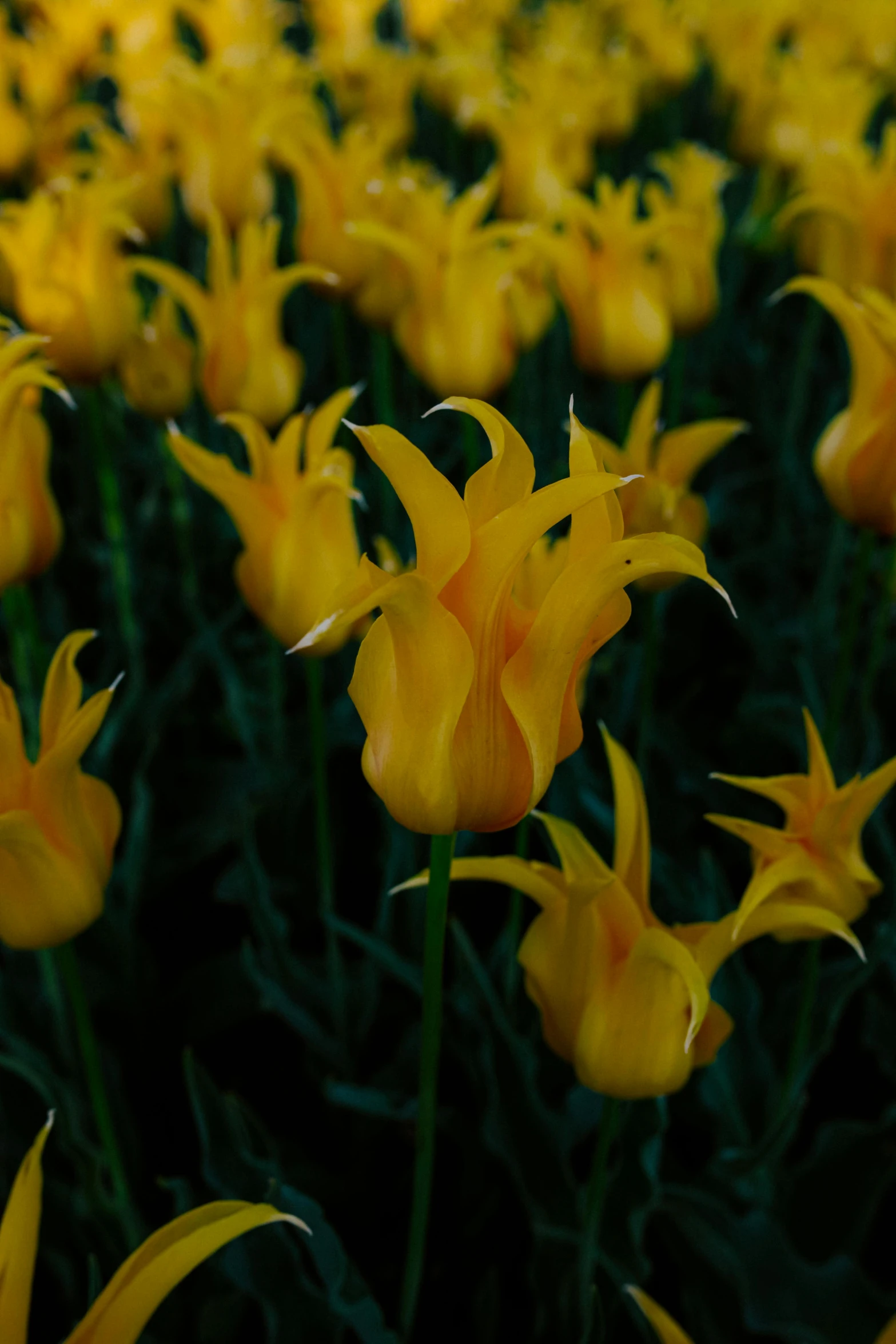 large field with yellow flowers of many flowers