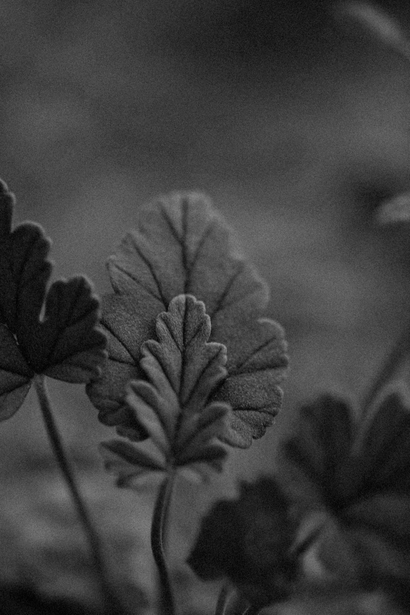 a black and white image of a dead leaf