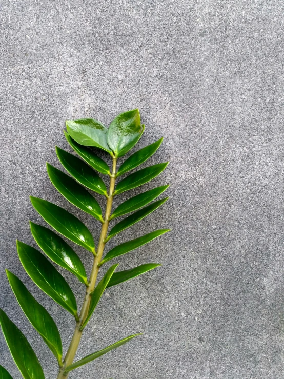 a plant on a gray surface with lots of leaves