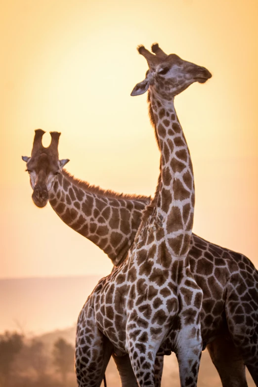 two giraffes in an open field with the sun shining down