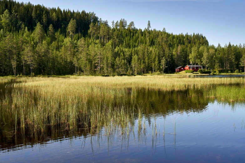 this is a small pond on a clear day