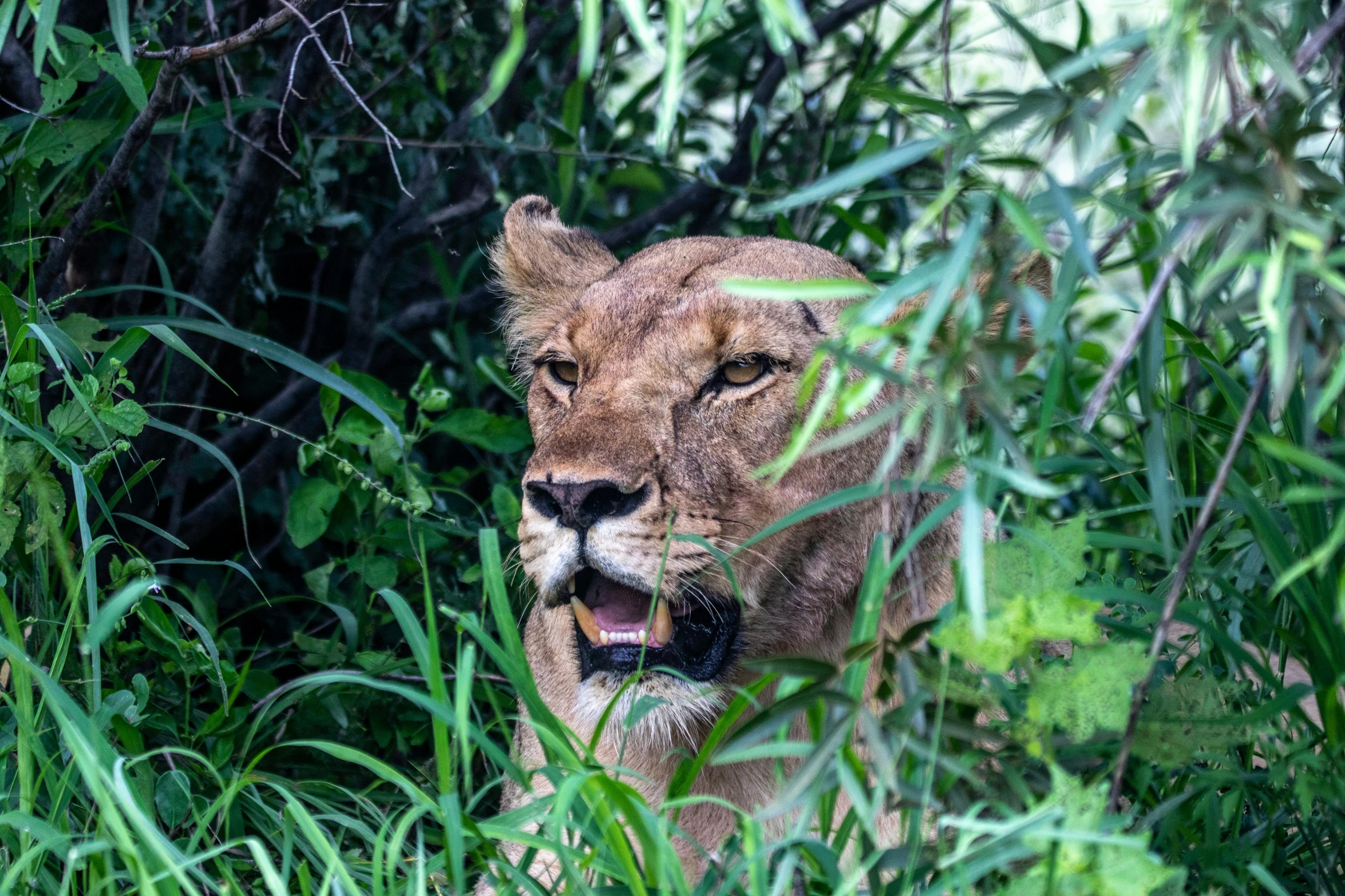 there is a lion hiding in the green brush