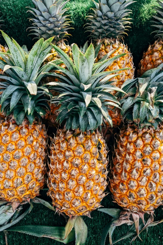 a group of pineapples sitting in the middle of the ground