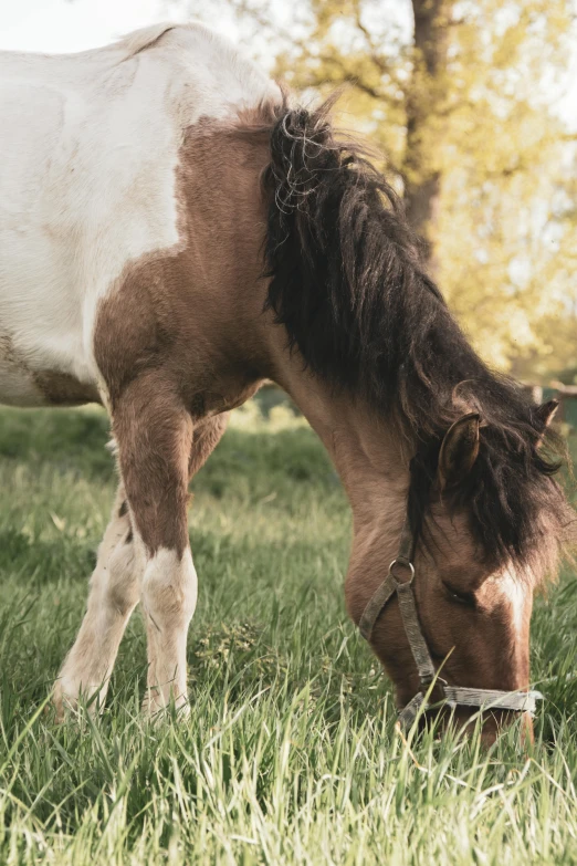 a brown and white horse grazing on green grass