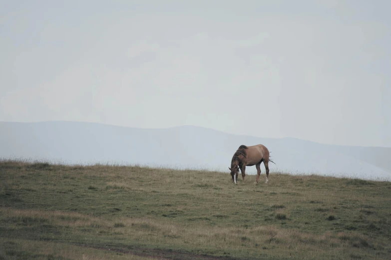 two horses standing in a grassy field next to each other