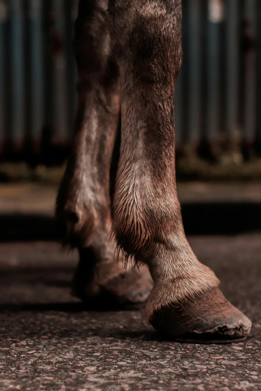 a brown horse's feet and hooves in the dirt
