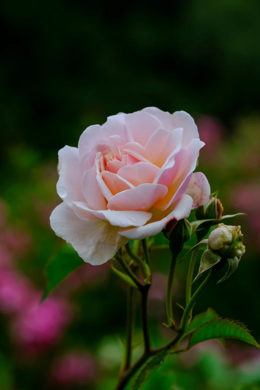 the pink rose is in full bloom near many other flowers