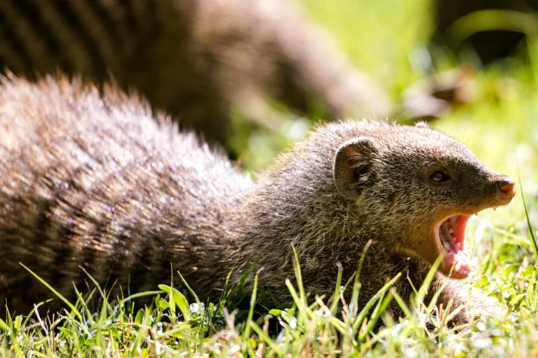 a young porcupine yawns while growling in the grass