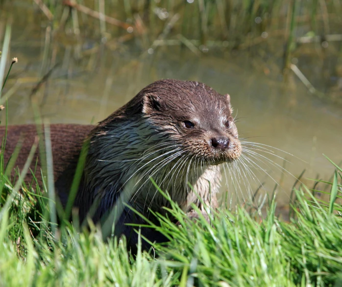 the wet otter stares to the left while standing in the grass