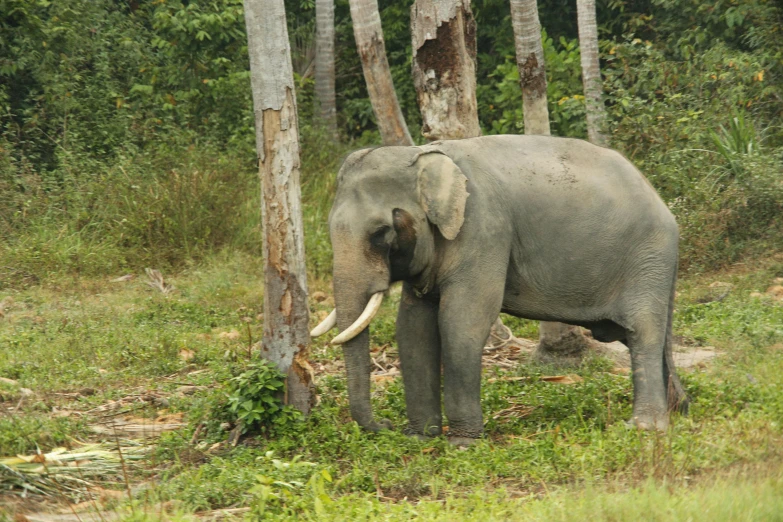 an elephant walking through the grass in front of some trees
