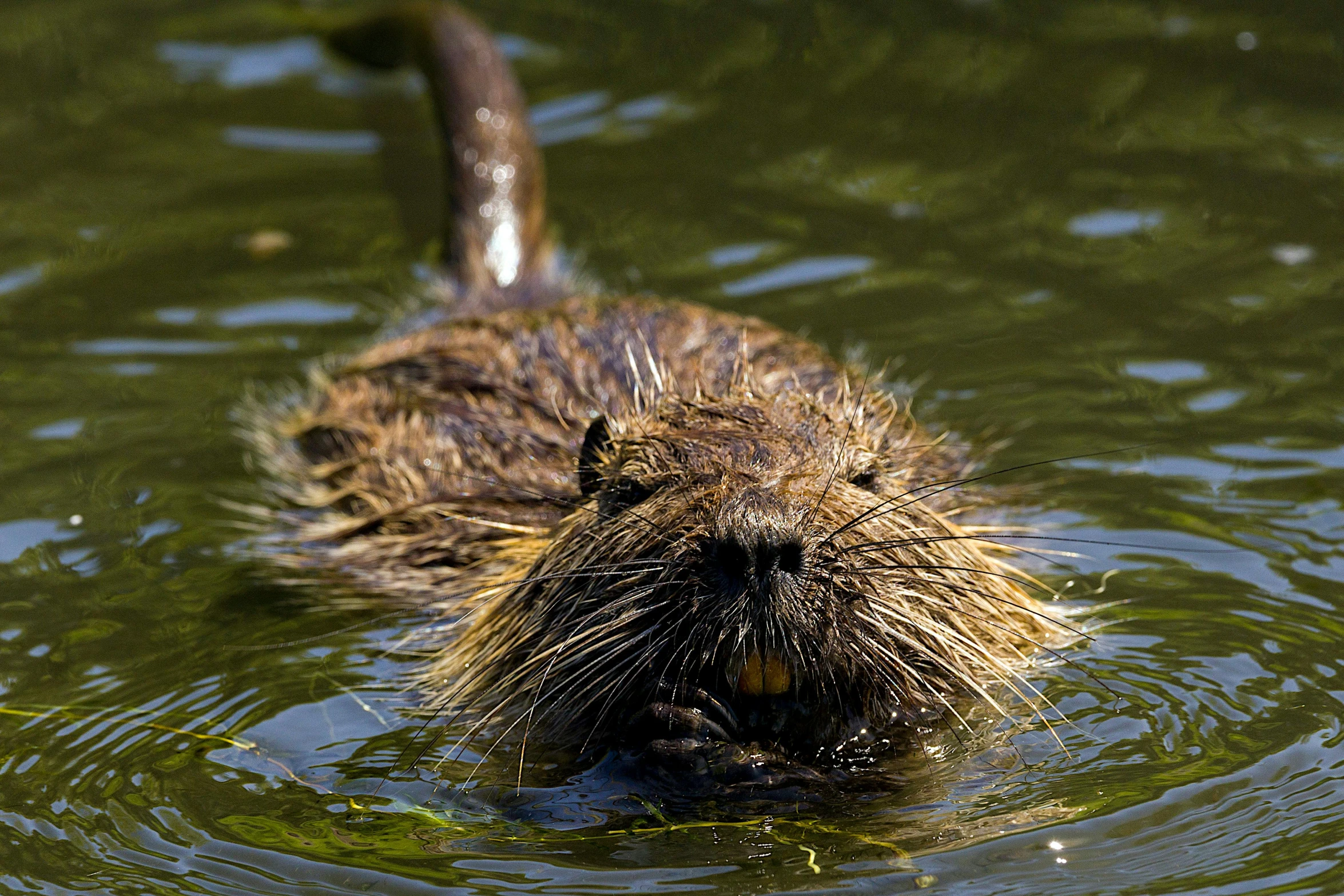 a beaver that is swimming in the water