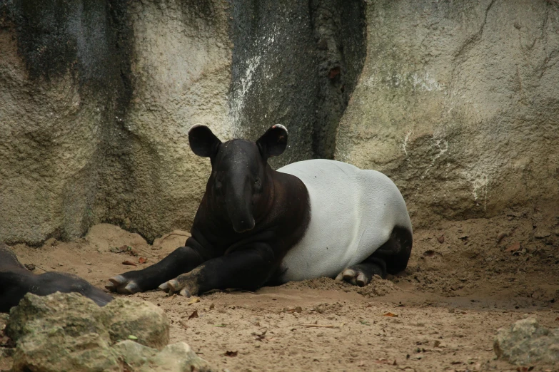 a large black and white animal sitting in dirt